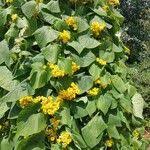 Attēlu rezultāti vaicājumam “Thladiantha dubia leaf”