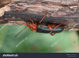 Attēlu rezultāti vaicājumam “Rhamnusium bicolor”