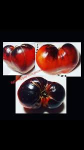Afbeeldingsresultaat voor black oxheart tomato
