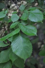 Attēlu rezultāti vaicājumam “Ulmus laevis leaf”