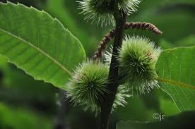 Attēlu rezultāti vaicājumam “Castanea sativa”