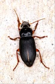 Attēlu rezultāti vaicājumam “Pseudoophonus rufipes”