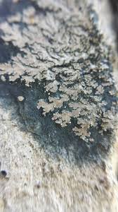 Attēlu rezultāti vaicājumam “Parmeliella triptophylla”