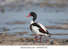 Attēlu rezultāti vaicājumam “Tadorna tadorna”