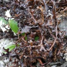 Attēlu rezultāti vaicājumam “Cetraria ericetorum”