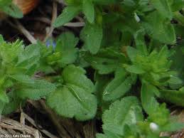 Attēlu rezultāti vaicājumam “Veronica arvensis leaf”