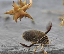 Attēlu rezultāti vaicājumam “Acilius sulcatus”