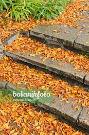 Attēlu rezultāti vaicājumam “Fagus sylvatica fo. laciniata”