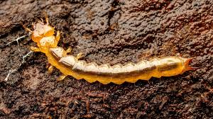 Attēlu rezultāti vaicājumam “Pyrochroidae larva”