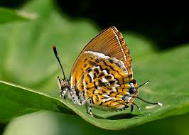 Attēlu rezultāti vaicājumam “Theclinae”