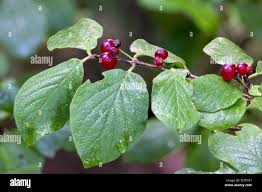 Attēlu rezultāti vaicājumam “Lonicera xylosteum fruit”