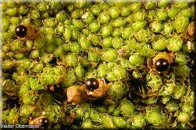 Attēlu rezultāti vaicājumam “Lophozia incisa”