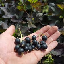 Attēlu rezultāti vaicājumam “Ribes nigrum”