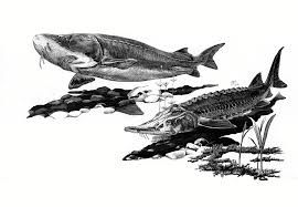 Image result for Acipenser fulvescens