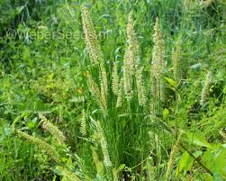 Attēlu rezultāti vaicājumam “Cynosurus cristatus”