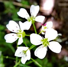 Attēlu rezultāti vaicājumam “Cardamine amara”
