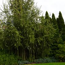 Attēlu rezultāti vaicājumam “Picea abies fo. virgata fruit”
