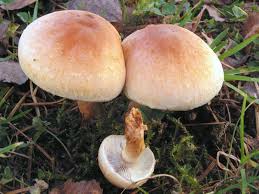 Attēlu rezultāti vaicājumam “Hypholoma lateritium”