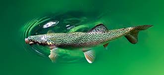 Image result for Oncorhynchus mykiss