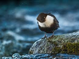 Attēlu rezultāti vaicājumam “Cinclus cinclus”