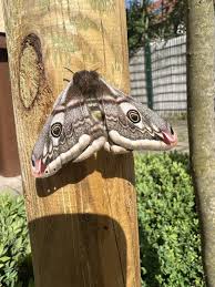 Attēlu rezultāti vaicājumam “Saturnia pavonia eggs”