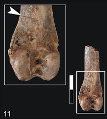 Attēlu rezultāti vaicājumam “Lepus sp.”