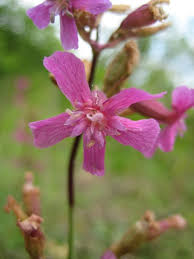 Attēlu rezultāti vaicājumam “Silene viscaria fruit”