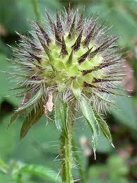 Image result for Dipsacus pilosus
