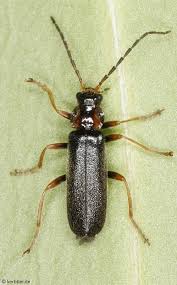 Attēlu rezultāti vaicājumam “Cantharis figurata”