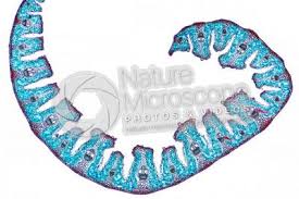 Attēlu rezultāti vaicājumam “Lignydium muscorum macro”