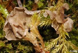 Attēlu rezultāti vaicājumam “Arrhenia retiruga”