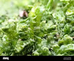 Attēlu rezultāti vaicājumam “Porella platyphylla”