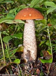 Attēlu rezultāti vaicājumam “Leccinum aurantiacum”