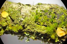 Attēlu rezultāti vaicājumam “Hymenoscyphus sp.”