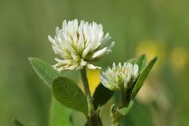 Attēlu rezultāti vaicājumam “Trifolium montanum”