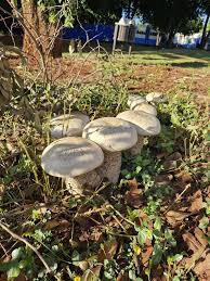 Image result for macrocybe titans