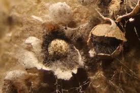 Attēlu rezultāti vaicājumam “Diderma rufostriatum”