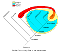 Cladistics - Wikipedia, the free encyclopedia