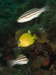 Image result for Scarus taeniopterus