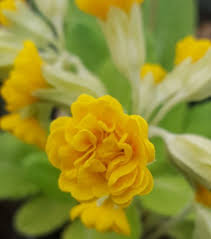 Image result for Primula veris