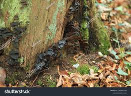 Attēlu rezultāti vaicājumam “Ischnoderma benzoinum”