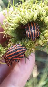 Attēlu rezultāti vaicājumam “Graphosoma lineatum imago”