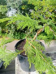 Attēlu rezultāti vaicājumam “Chamaecyparis lawsoniana”