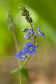 Attēlu rezultāti vaicājumam “Veronica chamaedrys flower”