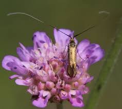 Attēlu rezultāti vaicājumam “Nemophora metallica”
