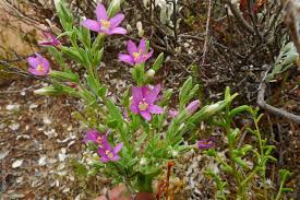 Attēlu rezultāti vaicājumam “Centaurium littorale leaf”