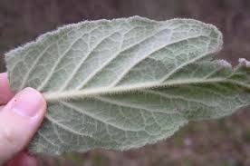 Attēlu rezultāti vaicājumam “Verbascum thapsus leaf”
