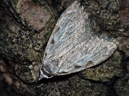 Attēlu rezultāti vaicājumam “Nola confusalis”