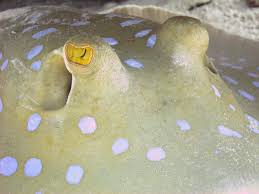 Image result for Reading Bsac