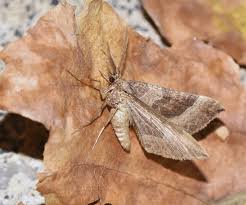 Attēlu rezultāti vaicājumam “Larentia clavaria”